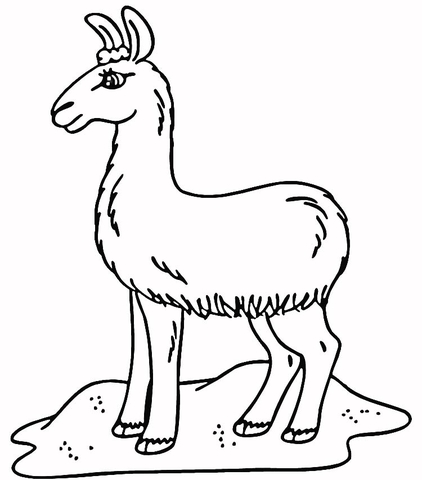 Llama In The Field  Coloring Page